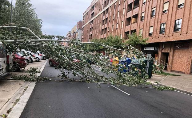 Imagen principal - Un árbol cae sobre los coches y la calzada en la calle Estambrera