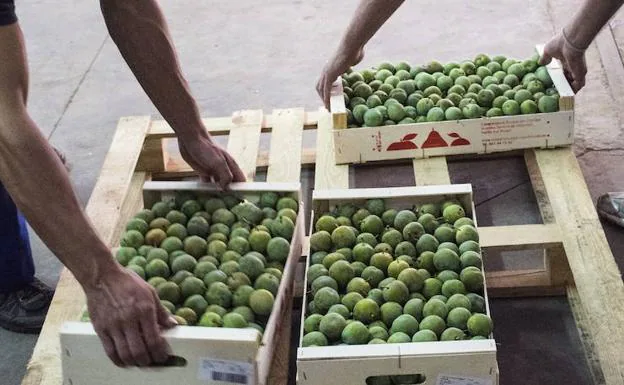 Carga de cajas de ciruelas. 