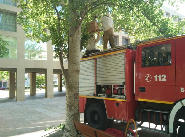 Retirada de un avispero junto al Hotel AC, en Madre de Dios. ::