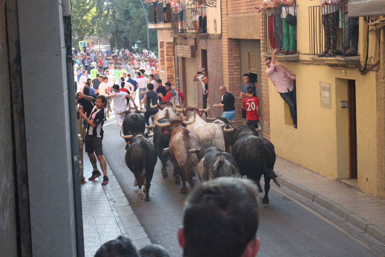 Un encierro de toros, degustación y boleros cerraron las fiestas alfareñas 