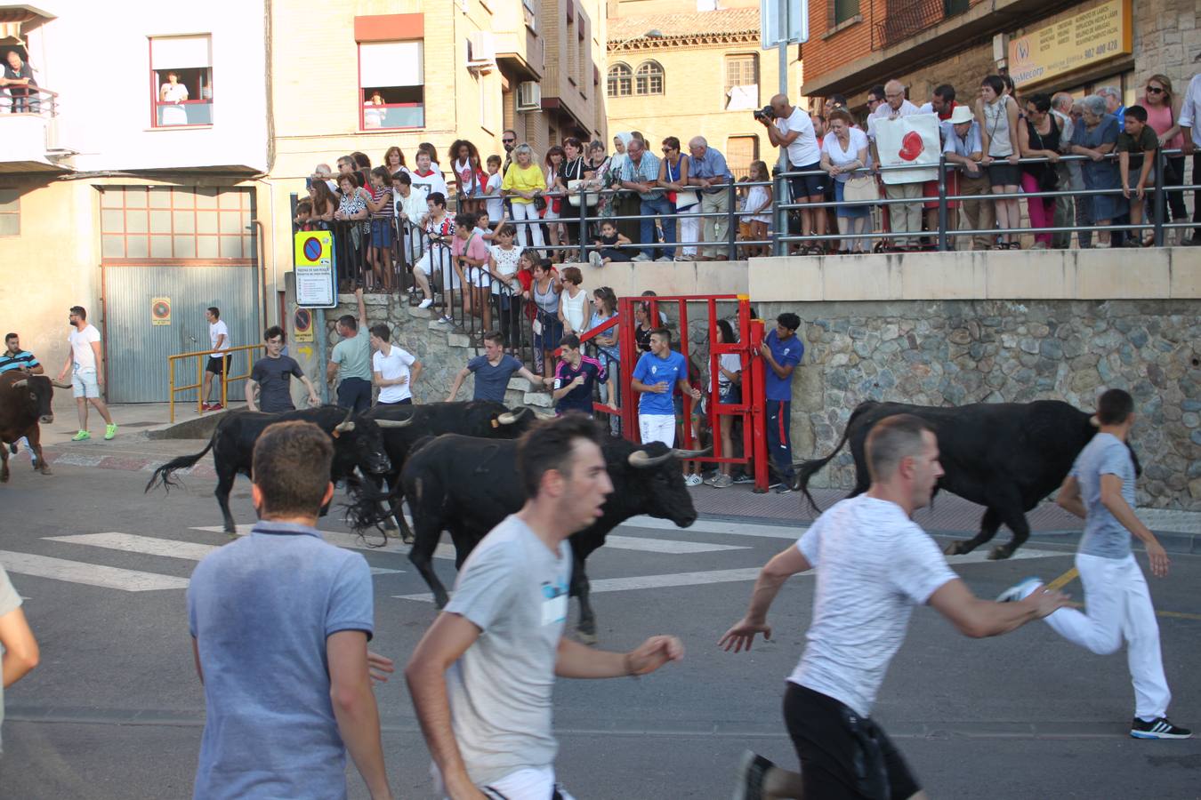 Un encierro de toros, degustación y boleros cerraron las fiestas alfareñas 