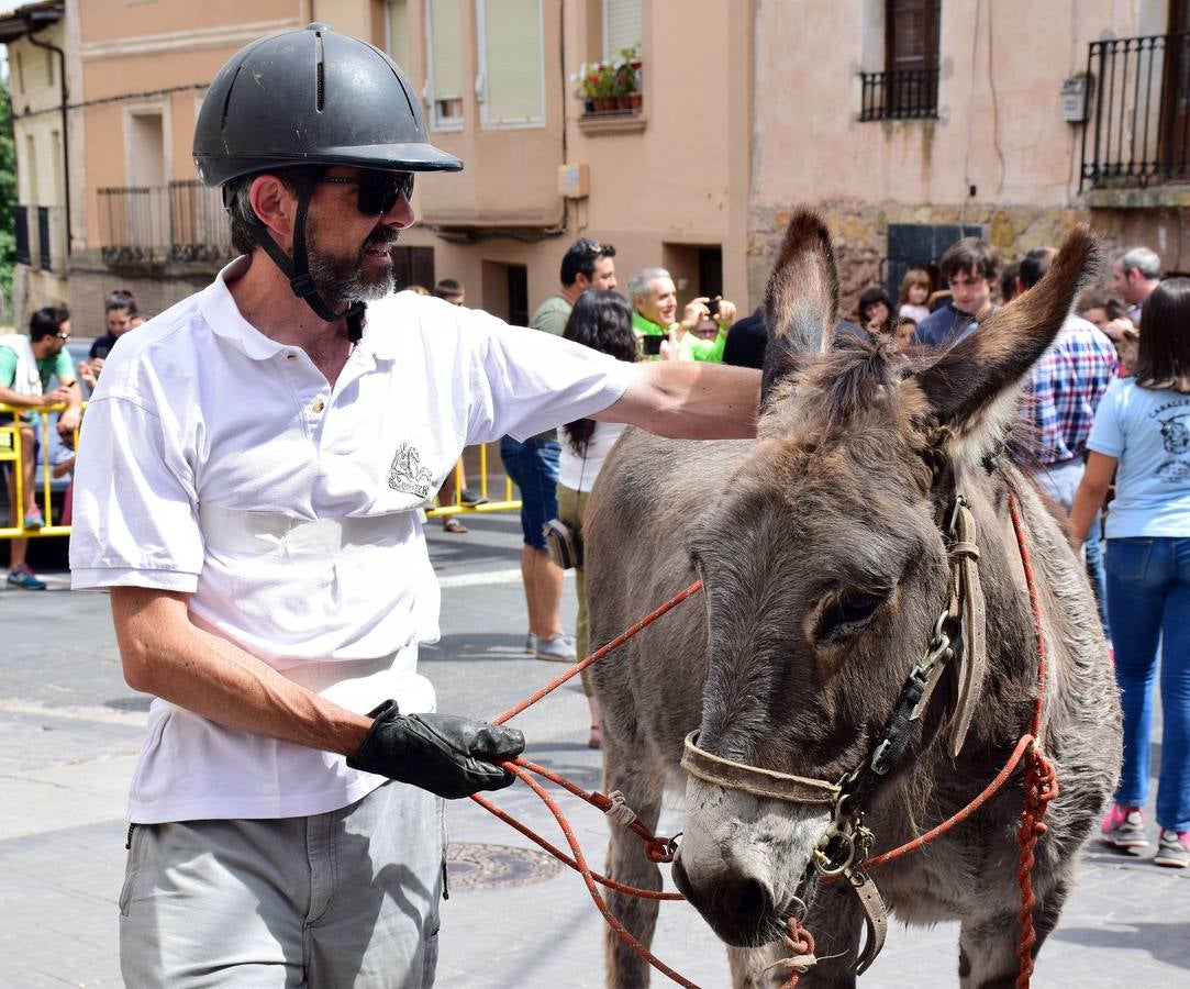 Fotos: Carrera de Burros de Tricio