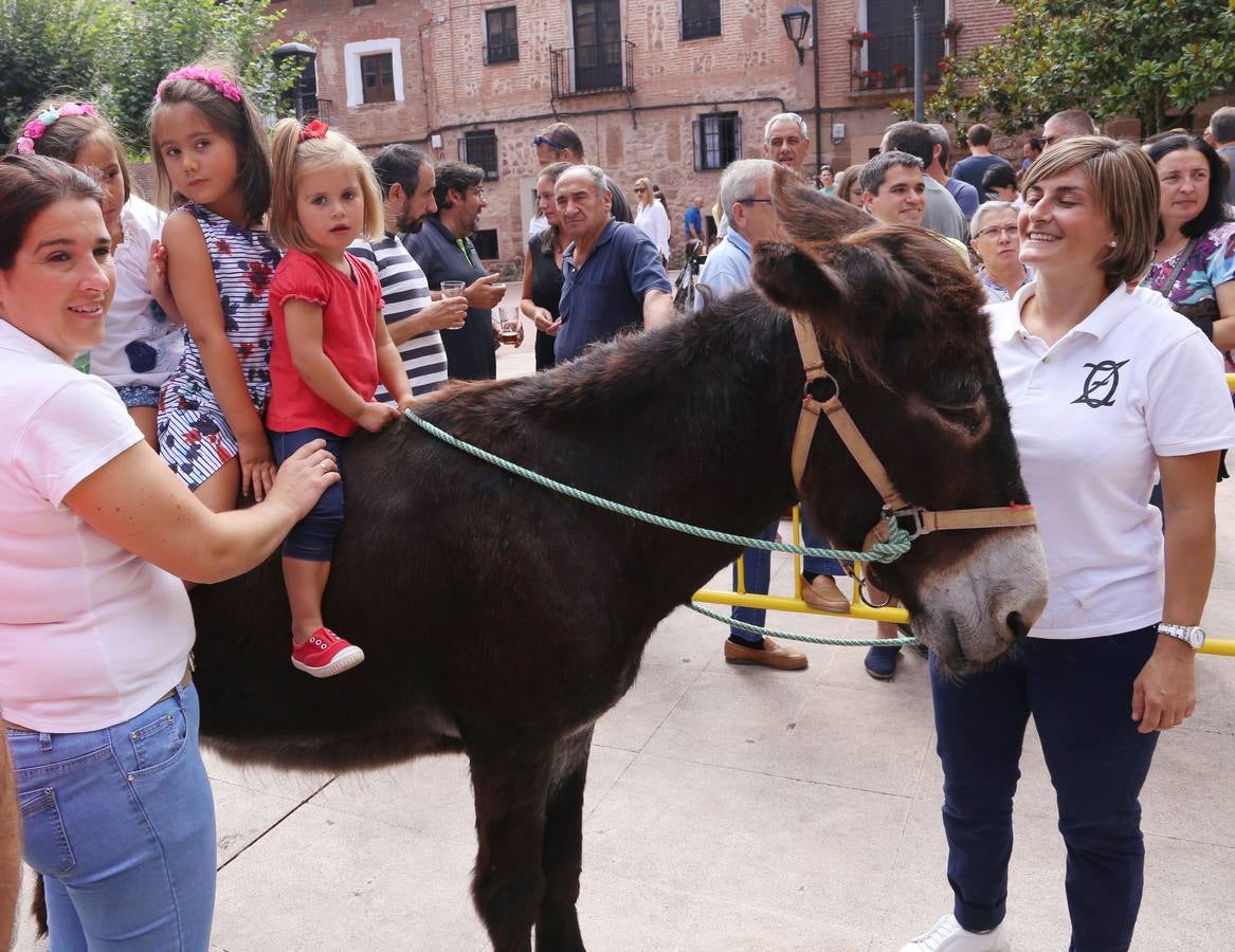 Fotos: Carrera de Burros de Tricio