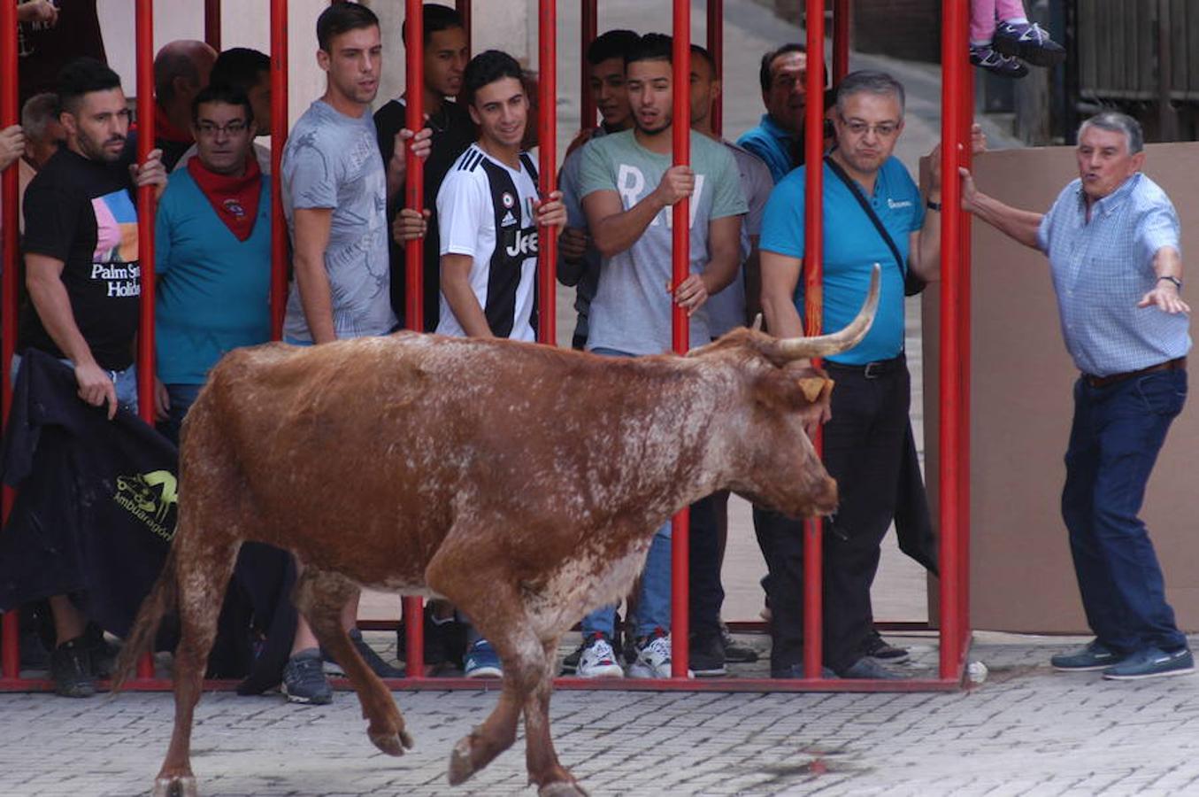 Encierro de reses bravas de Autol con motivo de las fiestas de San Adrián y Santa Natalia.