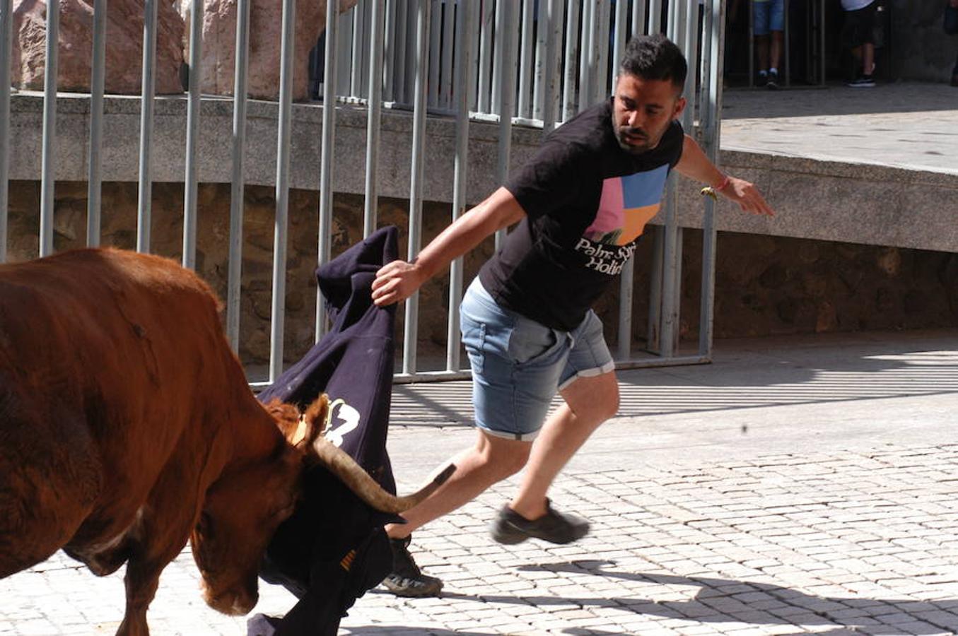 Encierro de reses bravas de Autol con motivo de las fiestas de San Adrián y Santa Natalia.