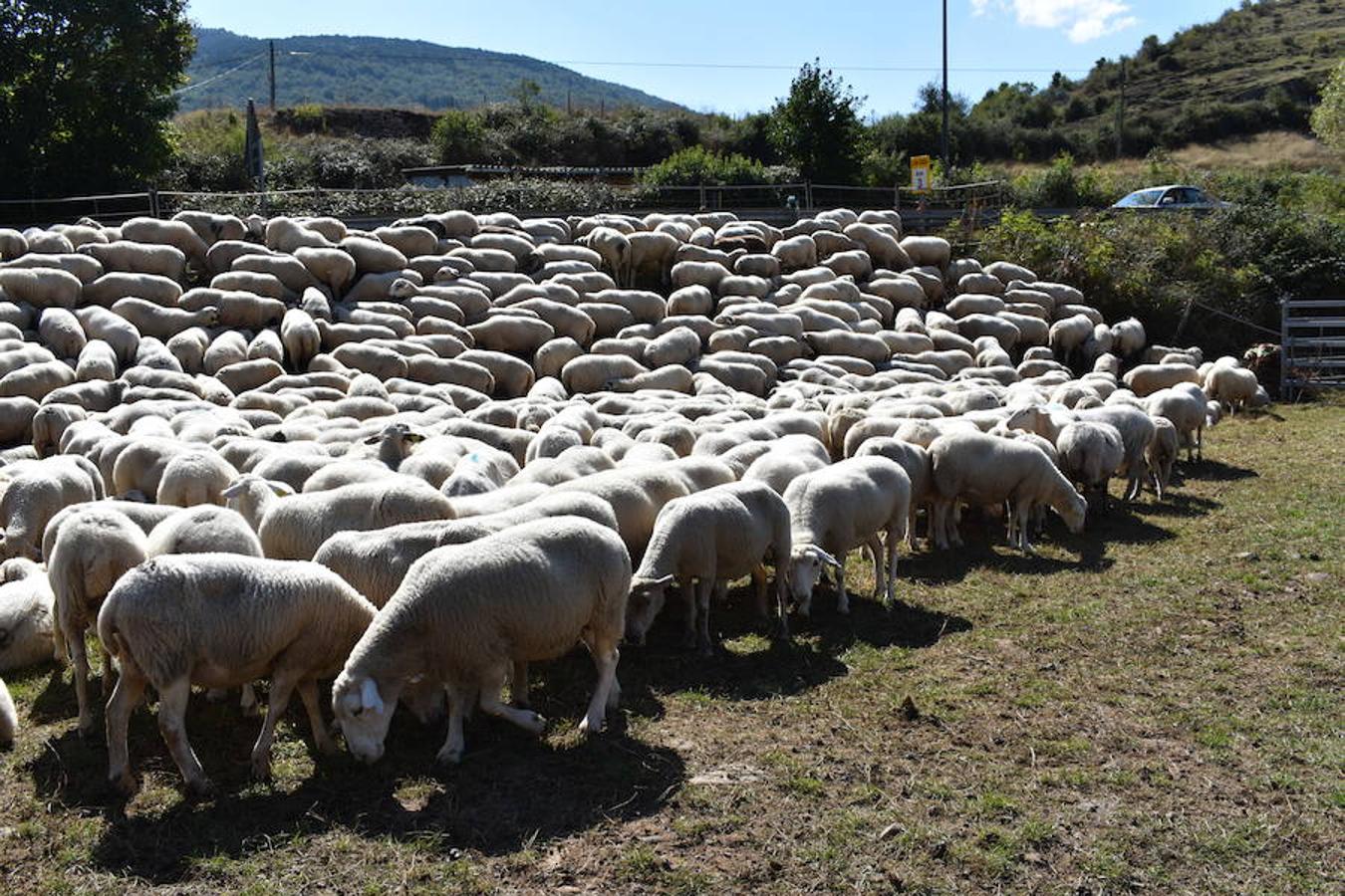 Gobierno de La Rioja y Ayuntamiento de Villoslada de Cameros, en colaboración con la Fundación Caja Rioja y Bankia, han puesto en marcha una nueva edición de la Feria Regional de Ganado que desde hace veintidós años, cada 11 de septiembre se desarrolla en la localidad serrana.