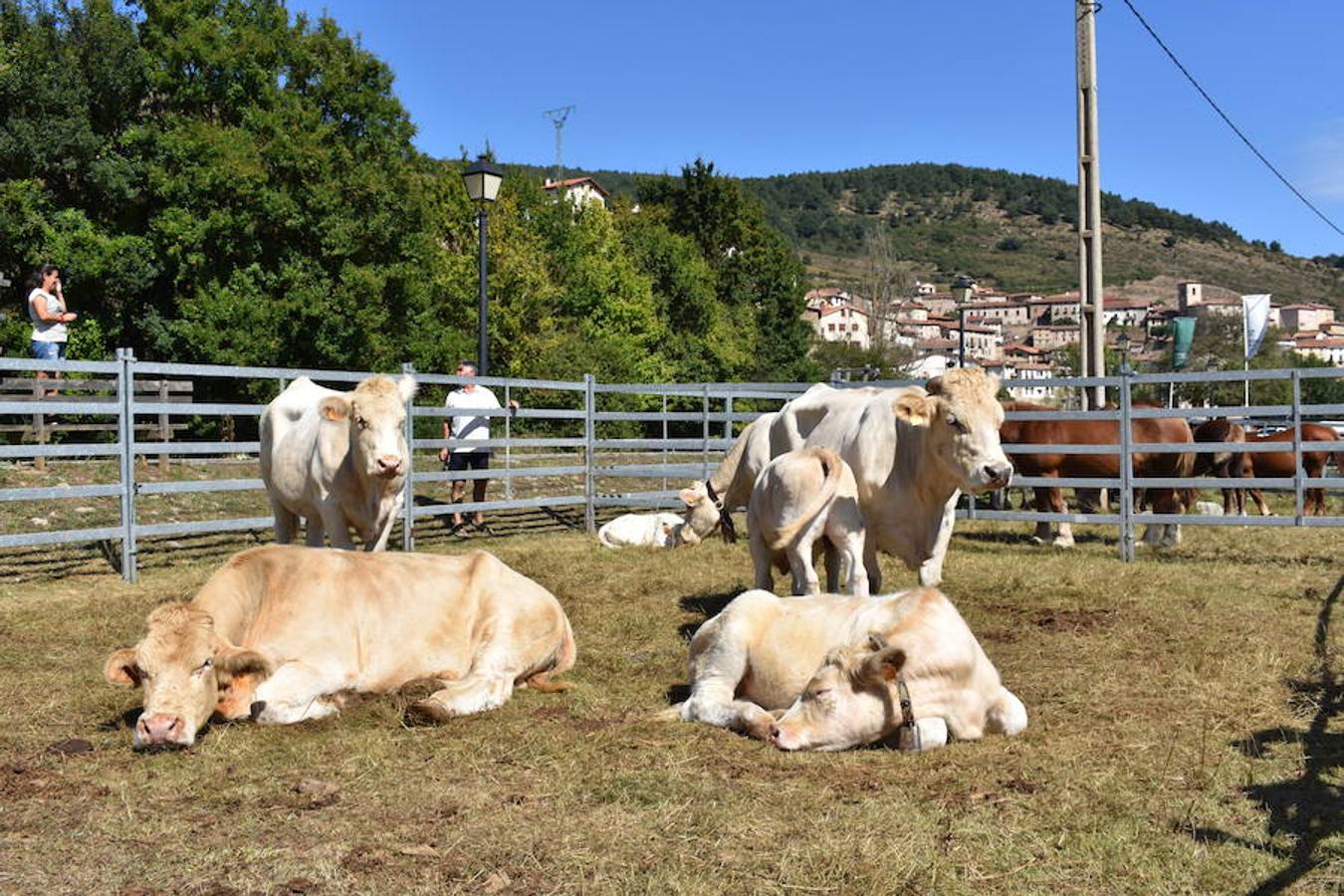 Gobierno de La Rioja y Ayuntamiento de Villoslada de Cameros, en colaboración con la Fundación Caja Rioja y Bankia, han puesto en marcha una nueva edición de la Feria Regional de Ganado que desde hace veintidós años, cada 11 de septiembre se desarrolla en la localidad serrana.