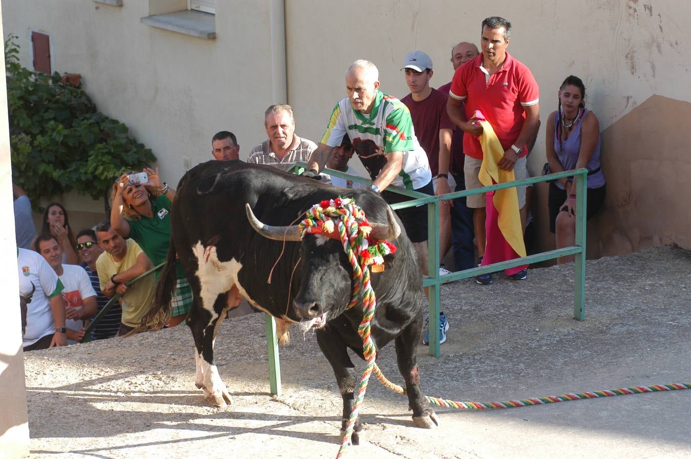 Fotos: Toros ensogados en Cabretón