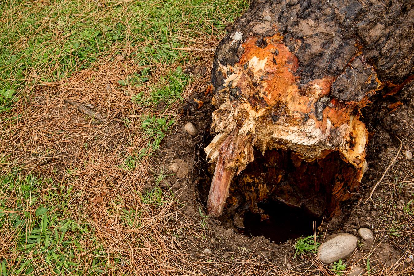 Fotos: Barro, ramas rotas y árboles caídos, las consecuencias de la tormenta
