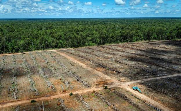 Vista aérea de una concesión a nombre de la compañía indonesia PT Agrinusa Persada Mulia (PT APM) en el distrito Merauke de la provincia de Papúa. 