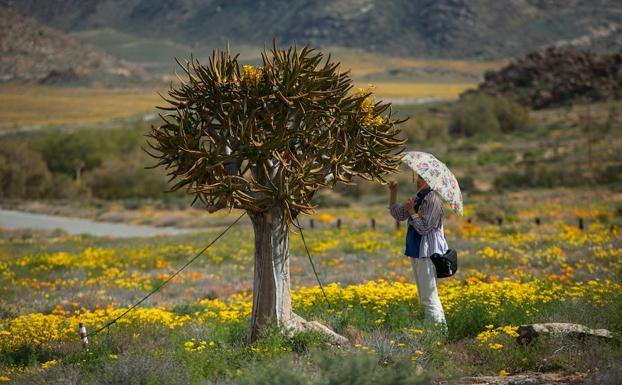 Una turista observa una planta. 