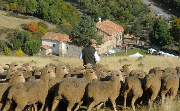 Un pastor conduce a su rebaño con la Venta de Piqueras al fondo. 