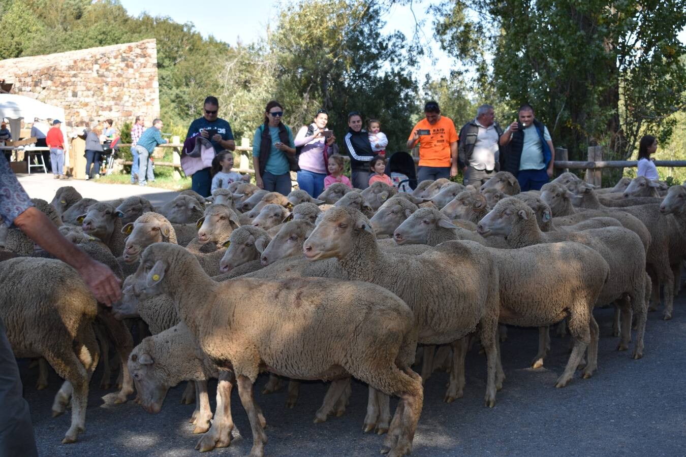 La Fiesta de la Trashumancia en la Venta de Piqueras reivindicó el legado pastoril de la comarca y lo divulgó entre los niños