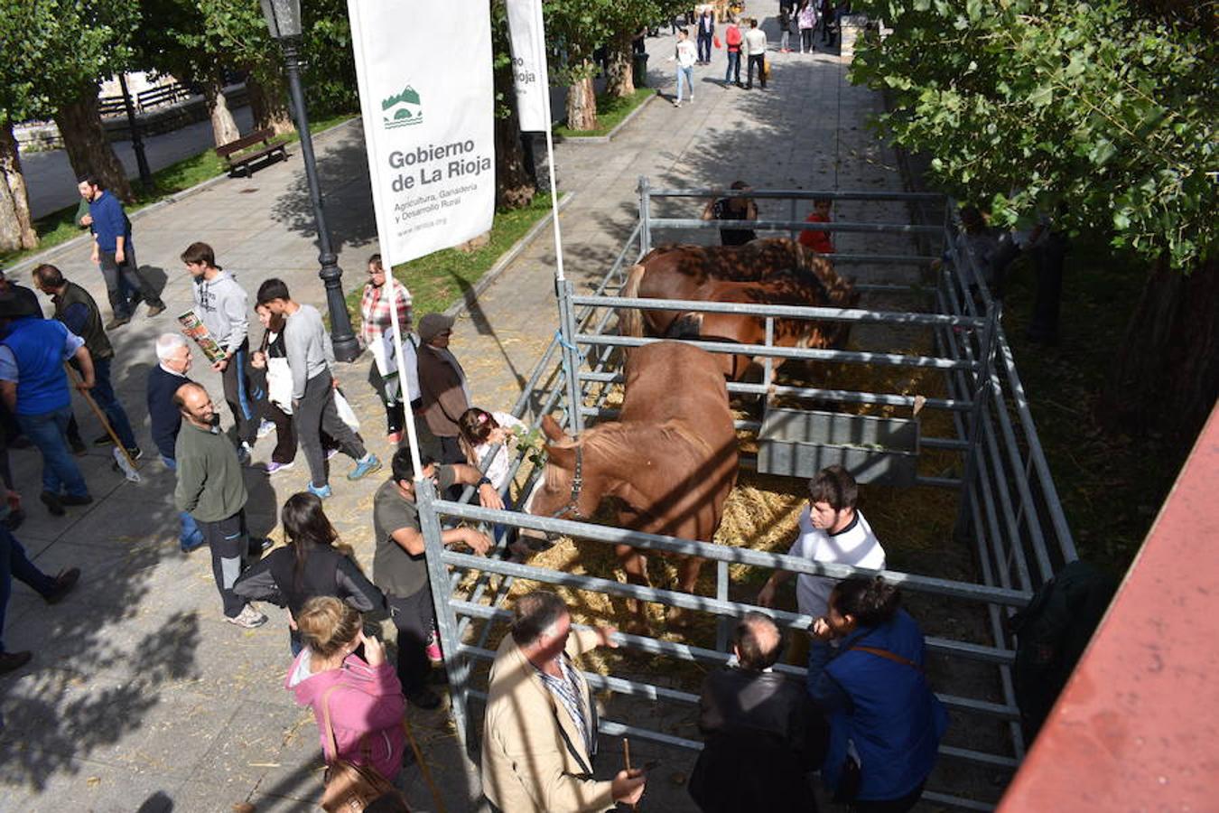 La Feria de Ganado Selecto del Camero Nuevo en Villoslada expone para su venta 30 cabezas de ganado bovino, entre sementales y novillas, procedentes de La Rioja, Castilla y León, País Vasco, Navarra y Aragón. La cita, organizada por la Asociación Ganadera del Alto Iregua en colaboración con la Consejería de Agricultura y Ganadería y el Ayuntamiento villosladense, tiene lugar en el frontón y en el paseo del Espolón.