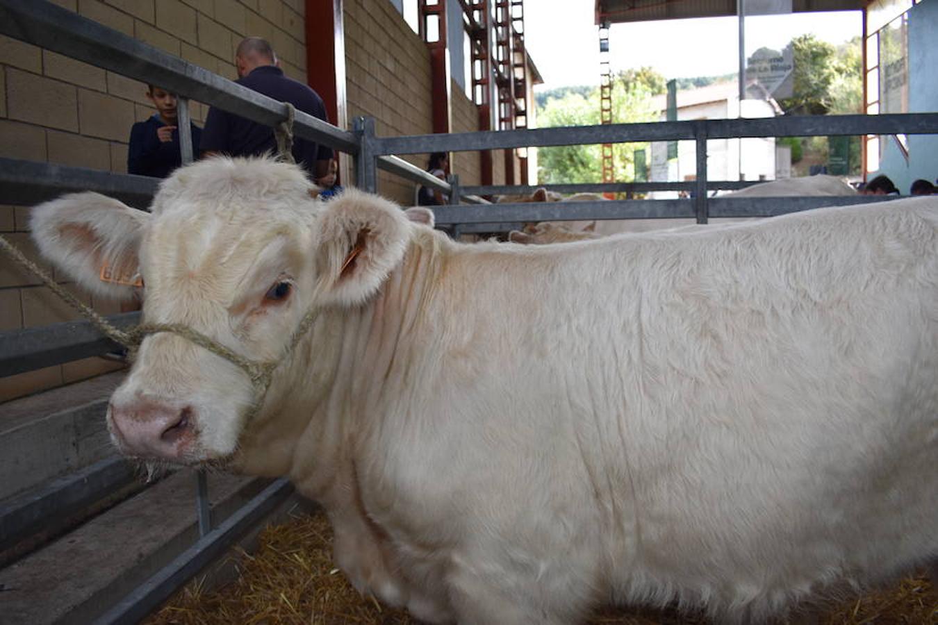 La Feria de Ganado Selecto del Camero Nuevo en Villoslada expone para su venta 30 cabezas de ganado bovino, entre sementales y novillas, procedentes de La Rioja, Castilla y León, País Vasco, Navarra y Aragón. La cita, organizada por la Asociación Ganadera del Alto Iregua en colaboración con la Consejería de Agricultura y Ganadería y el Ayuntamiento villosladense, tiene lugar en el frontón y en el paseo del Espolón.