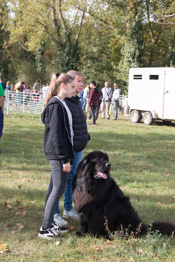 Ojacastro celebra hoy la segunda y última jornada de su feria de ganado y de artesanía agroalimentaria, que, 16 años después de echar a andar, sigue evidenciando su encaje y tirón dentro del 'puente' festivo del Pilar. 