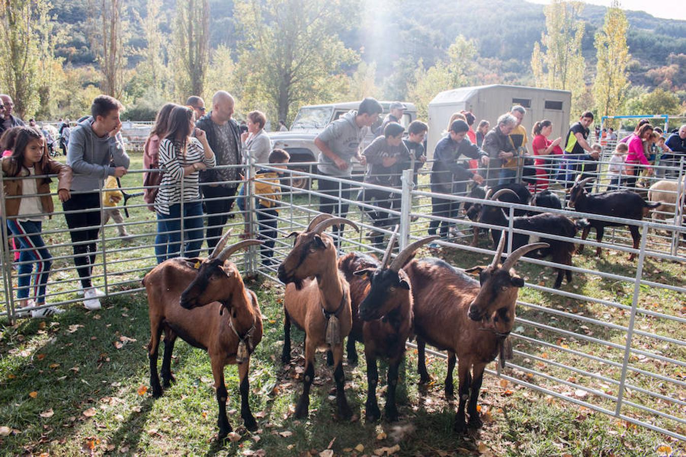 Ojacastro celebra hoy la segunda y última jornada de su feria de ganado y de artesanía agroalimentaria, que, 16 años después de echar a andar, sigue evidenciando su encaje y tirón dentro del 'puente' festivo del Pilar. 