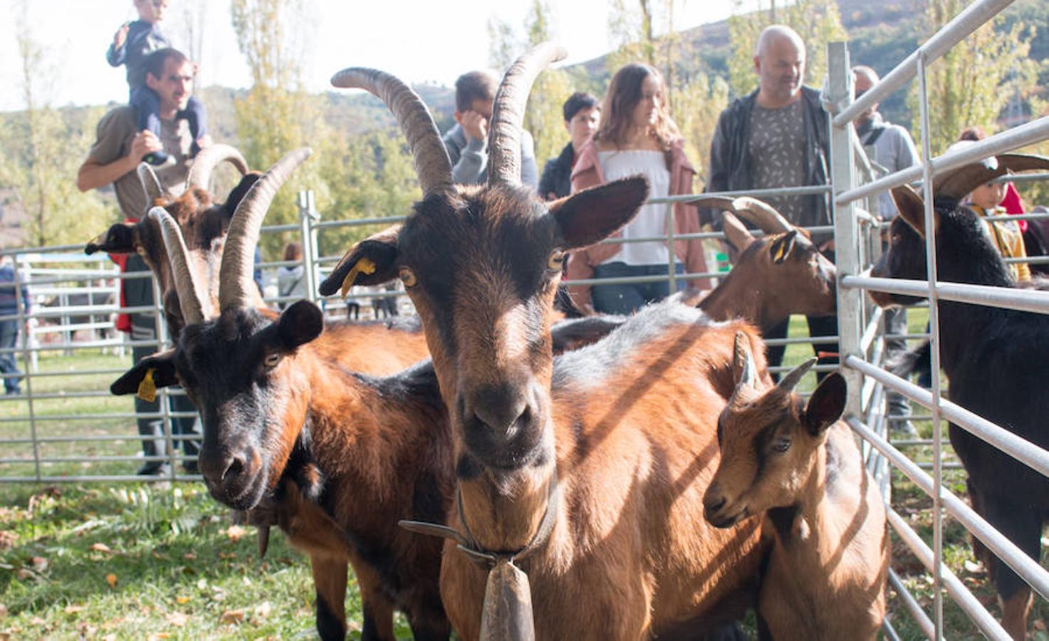 Ojacastro celebra hoy la segunda y última jornada de su feria de ganado y de artesanía agroalimentaria, que, 16 años después de echar a andar, sigue evidenciando su encaje y tirón dentro del 'puente' festivo del Pilar. 