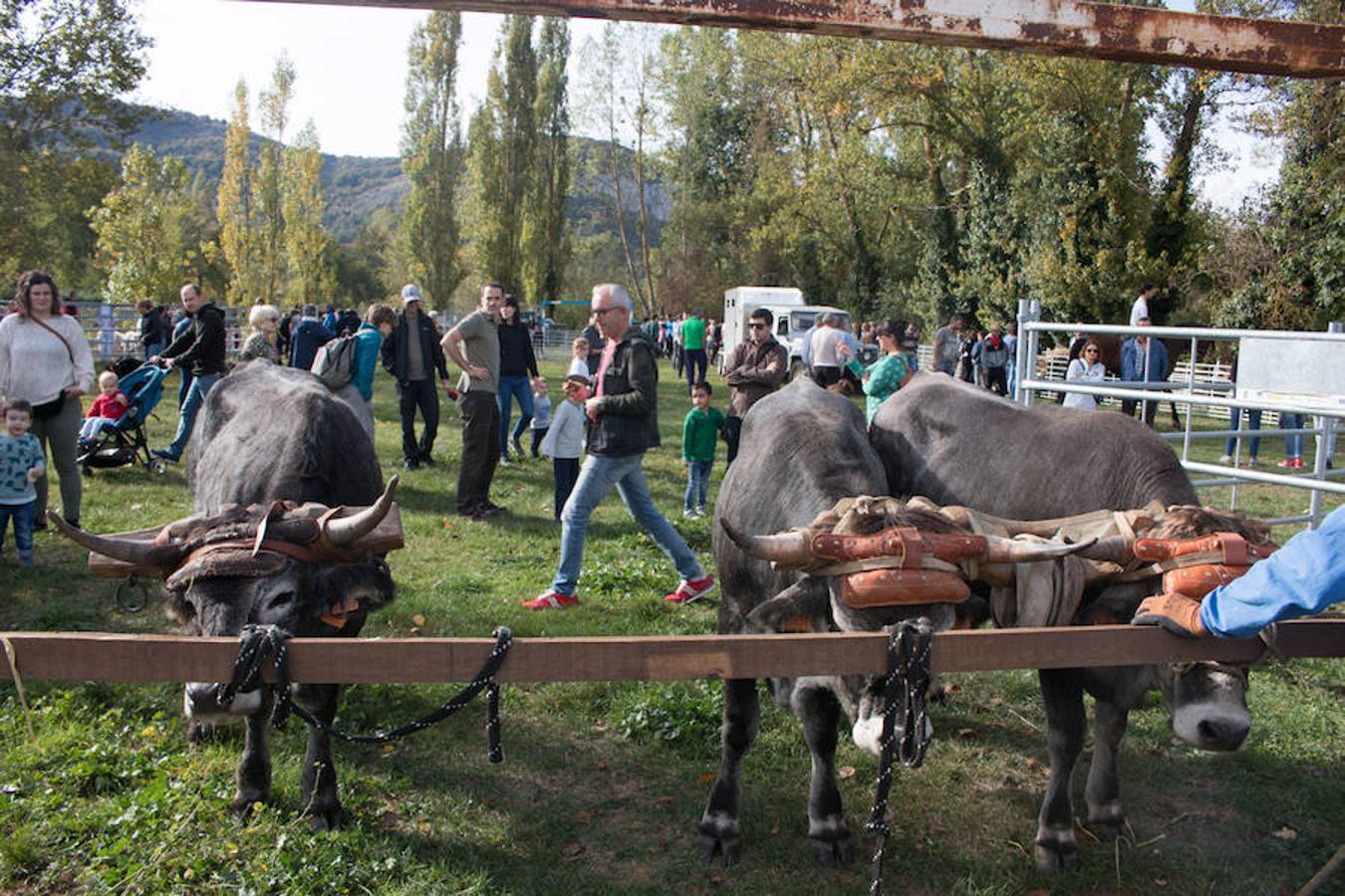 Ojacastro celebra hoy la segunda y última jornada de su feria de ganado y de artesanía agroalimentaria, que, 16 años después de echar a andar, sigue evidenciando su encaje y tirón dentro del 'puente' festivo del Pilar. 