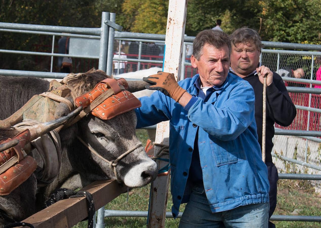 Ojacastro celebra hoy la segunda y última jornada de su feria de ganado y de artesanía agroalimentaria, que, 16 años después de echar a andar, sigue evidenciando su encaje y tirón dentro del 'puente' festivo del Pilar. 