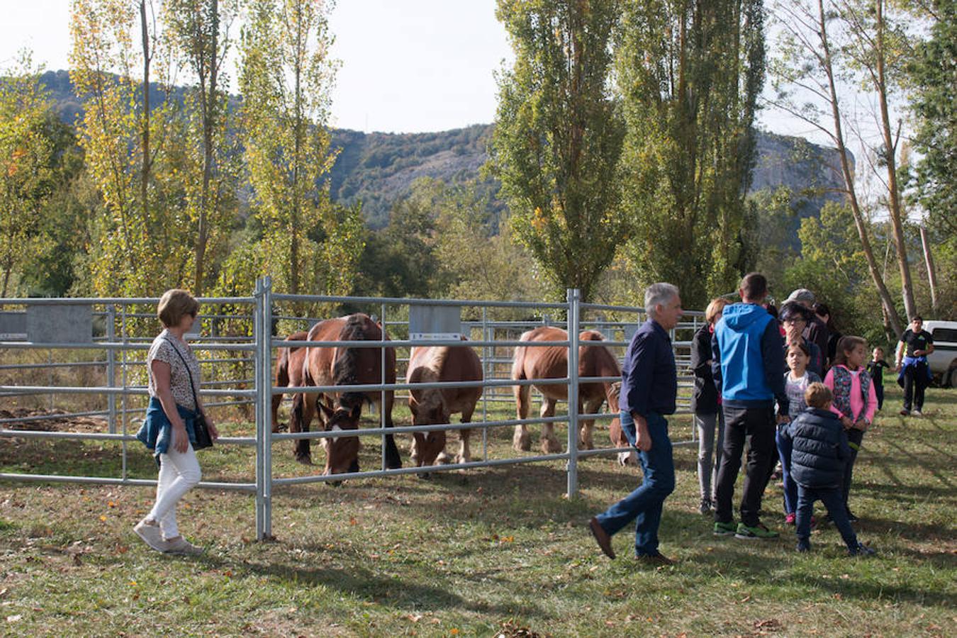 Ojacastro celebra hoy la segunda y última jornada de su feria de ganado y de artesanía agroalimentaria, que, 16 años después de echar a andar, sigue evidenciando su encaje y tirón dentro del 'puente' festivo del Pilar. 