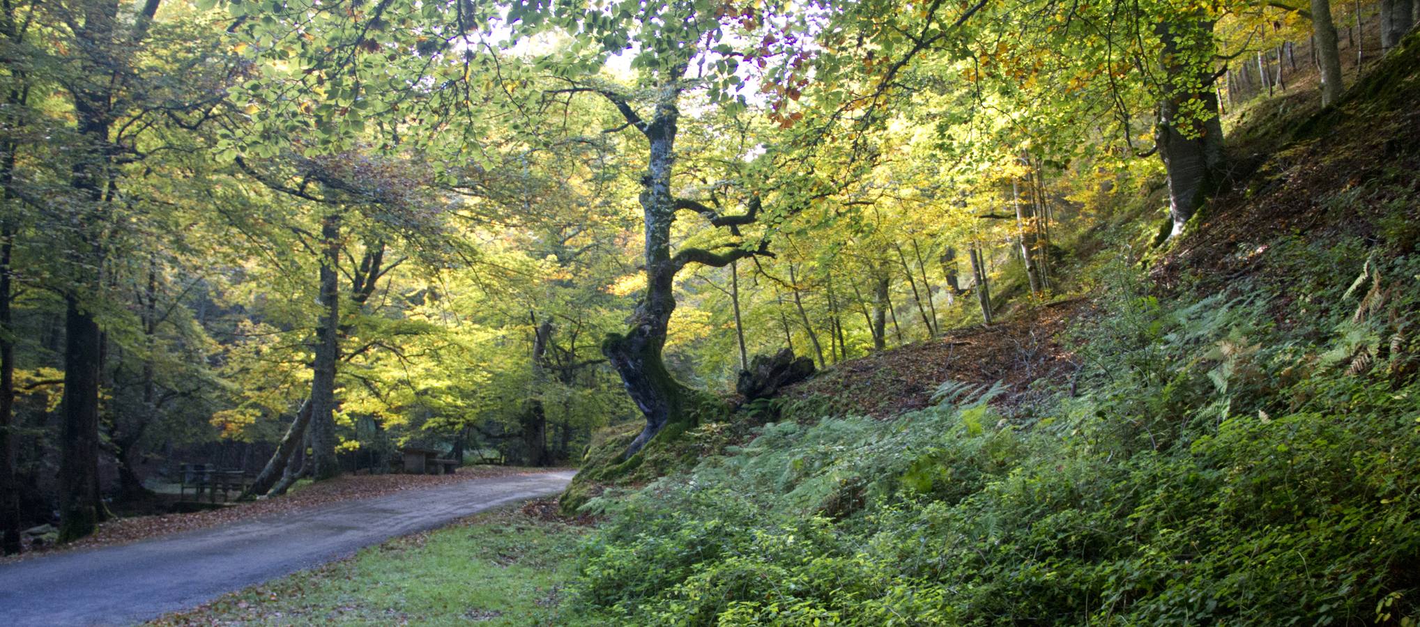 En esta época del año el monte riojano exhibe la transformación de los tonos verdes a los ocres y rojijzos. Unas imágenes evocadoras y muy bellas que animan al paseo.