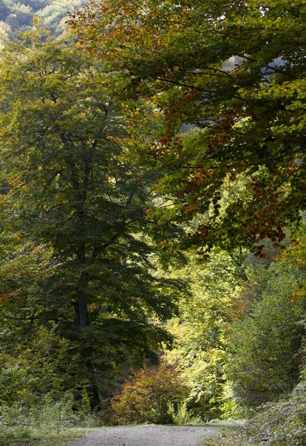 En esta época del año el monte riojano exhibe la transformación de los tonos verdes a los ocres y rojijzos. Unas imágenes evocadoras y muy bellas que animan al paseo.