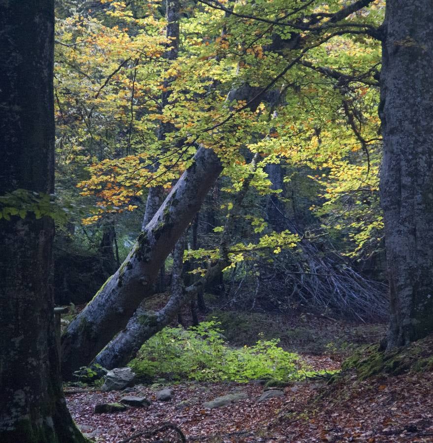 En esta época del año el monte riojano exhibe la transformación de los tonos verdes a los ocres y rojijzos. Unas imágenes evocadoras y muy bellas que animan al paseo.