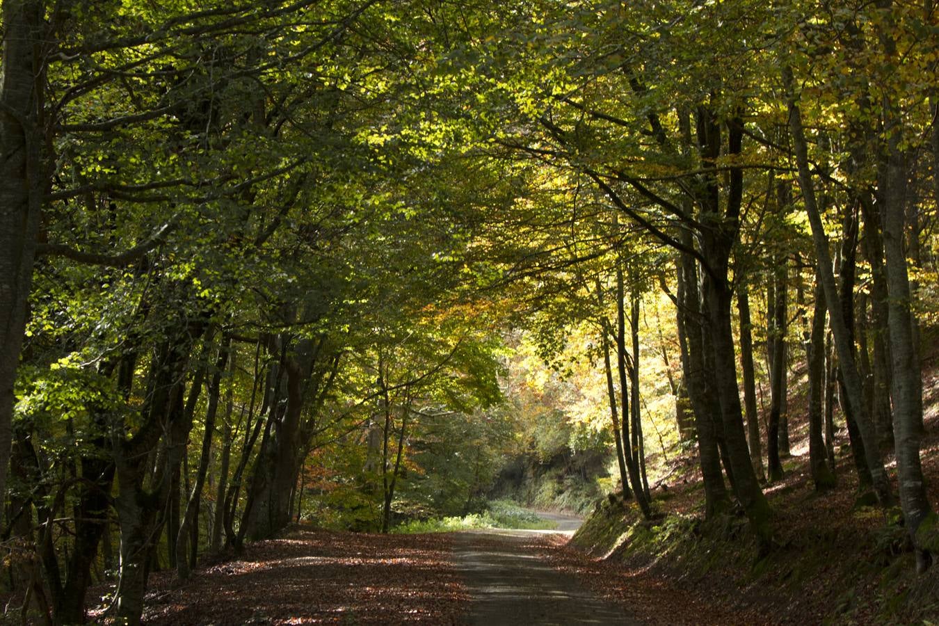 En esta época del año el monte riojano exhibe la transformación de los tonos verdes a los ocres y rojijzos. Unas imágenes evocadoras y muy bellas que animan al paseo.