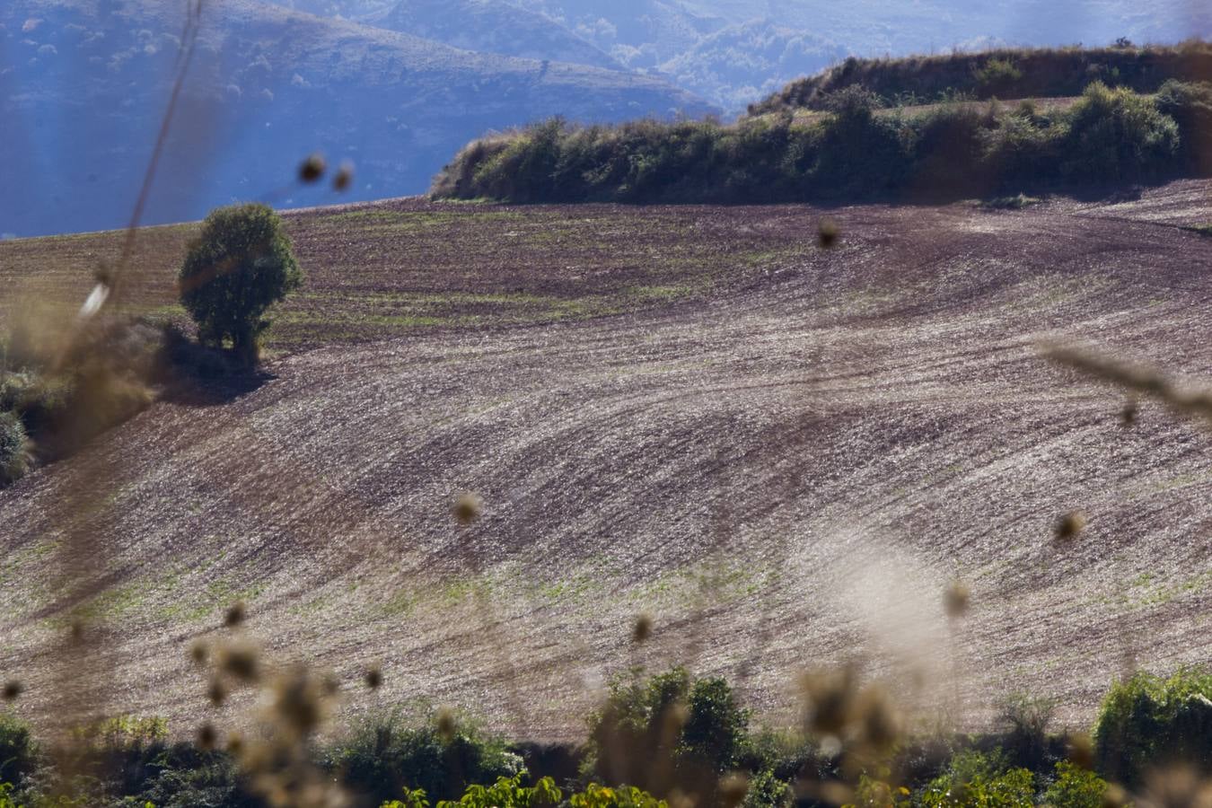 En esta época del año el monte riojano exhibe la transformación de los tonos verdes a los ocres y rojijzos. Unas imágenes evocadoras y muy bellas que animan al paseo.