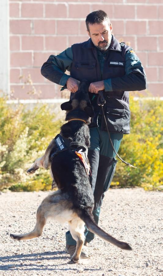 El Grupo de Acción Rápida (GAR) de la Guardia Civil y la Gendarmería Francesa están desarrollano unas jornadas prácticas en Logroño para implementar un nuevo sistema de detección de explosivos con perros en grandes concentraciones de personas, como eventos deportivos o musicales.