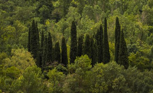 Los cipreses señalan dónde se oculta, en pleno bosque, el cementerio de Anguiano.