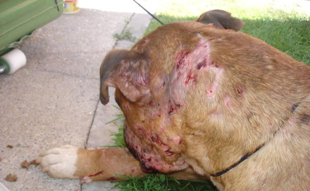 Imagen de archivo de un perro con heridas. 
