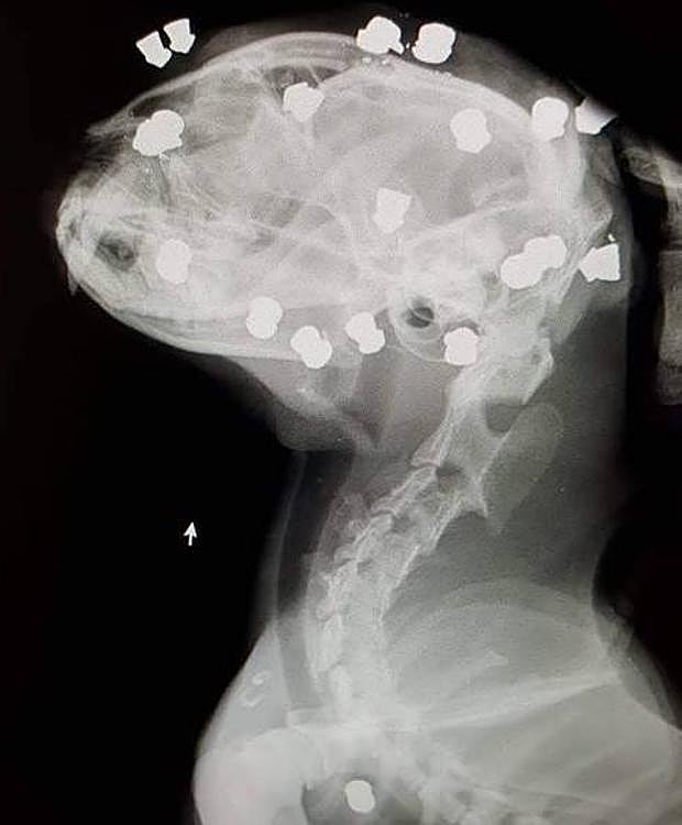 La increíble radiografía del animal