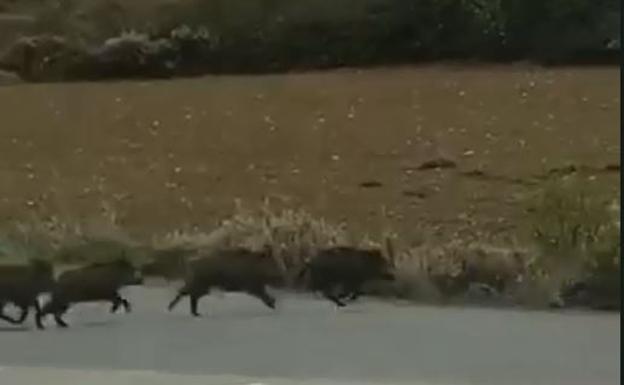 Una piara de jabalíes corretea por las traseras de Valdegastea