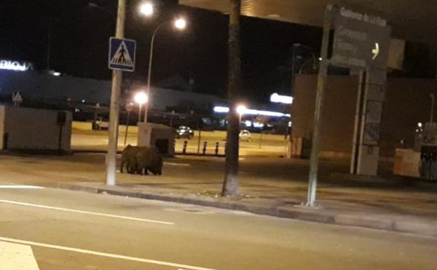 Los jabalíes se acercan a La Cava Fardachón