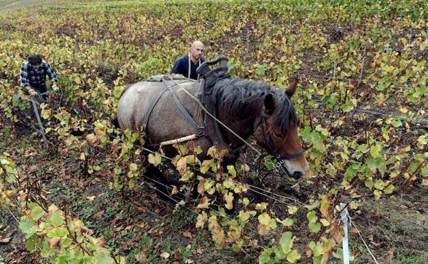 Un vinatero ara viñedos con un caballo. 