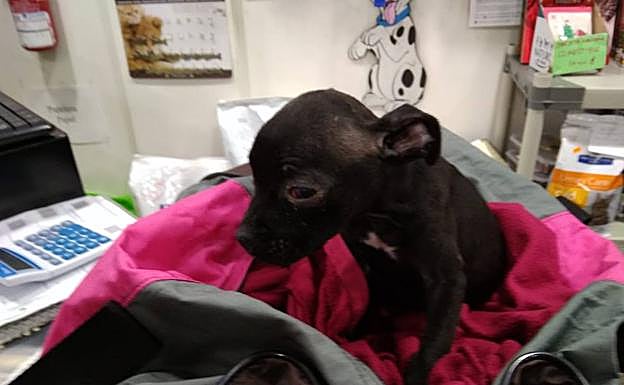 Imagen del animal hallado en el contenedor. 