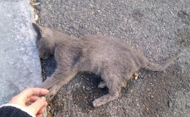 Aparecen al menos seis gatos envenenados en Haro