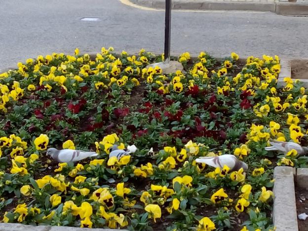 La Guindilla: flores que desaparecen en Calahorra