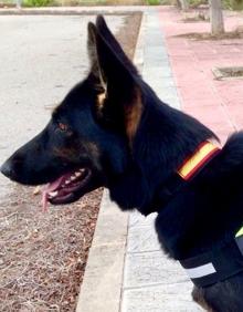 Imagen secundaria 2 - Dos mujeres intentan introducir droga en la prisión de Logroño oculta en zonas íntimas y los zapatos