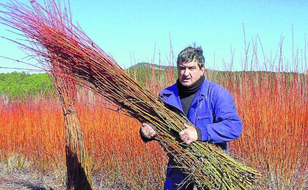 Un agricultor recoge una gavilla de mimbre. 