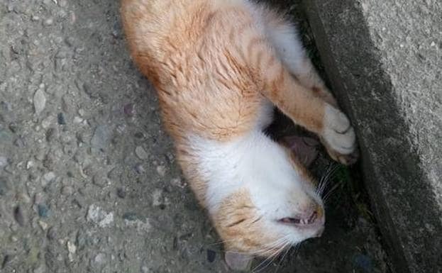 Uno de los felinos muertos hallados en Haro. 