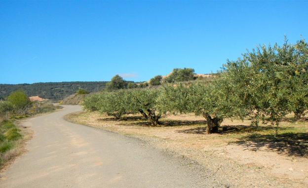 Imagen principal - Olivos en el término de Medrano; cruce de la Cruz del Muerto en la dehesa de Medrano a Daroca y camino. 