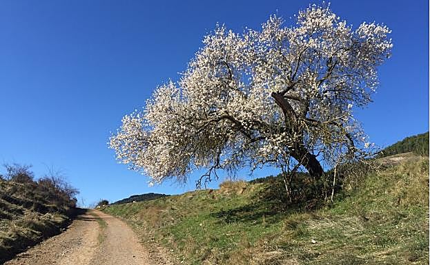 Imagen principal - Camino tras pasar Clavijo, primeros pinos y tramo de senda en el Corro del Cura 