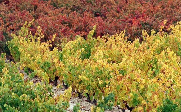 EH Bildu afirma que Rioja Alavesa «no tiene futuro bajo el yugo de Logroño»