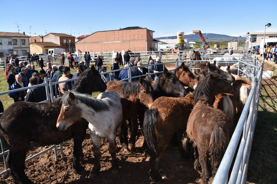 Ceniceros felicita a los rinconeros por mantener la celebración de la Feria de Ganado Equino hasta nuestros días