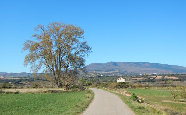 Imagen principal - El chopo de La Corrala, en Entrena, iglesia de Sorzano y camino de subida a la Regadera desde Sorzano