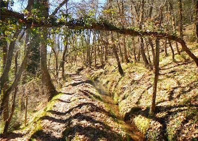 Imagen secundaria 1 - Tres tramos del sendero de La Regadera, con encinas, robles y hayas 