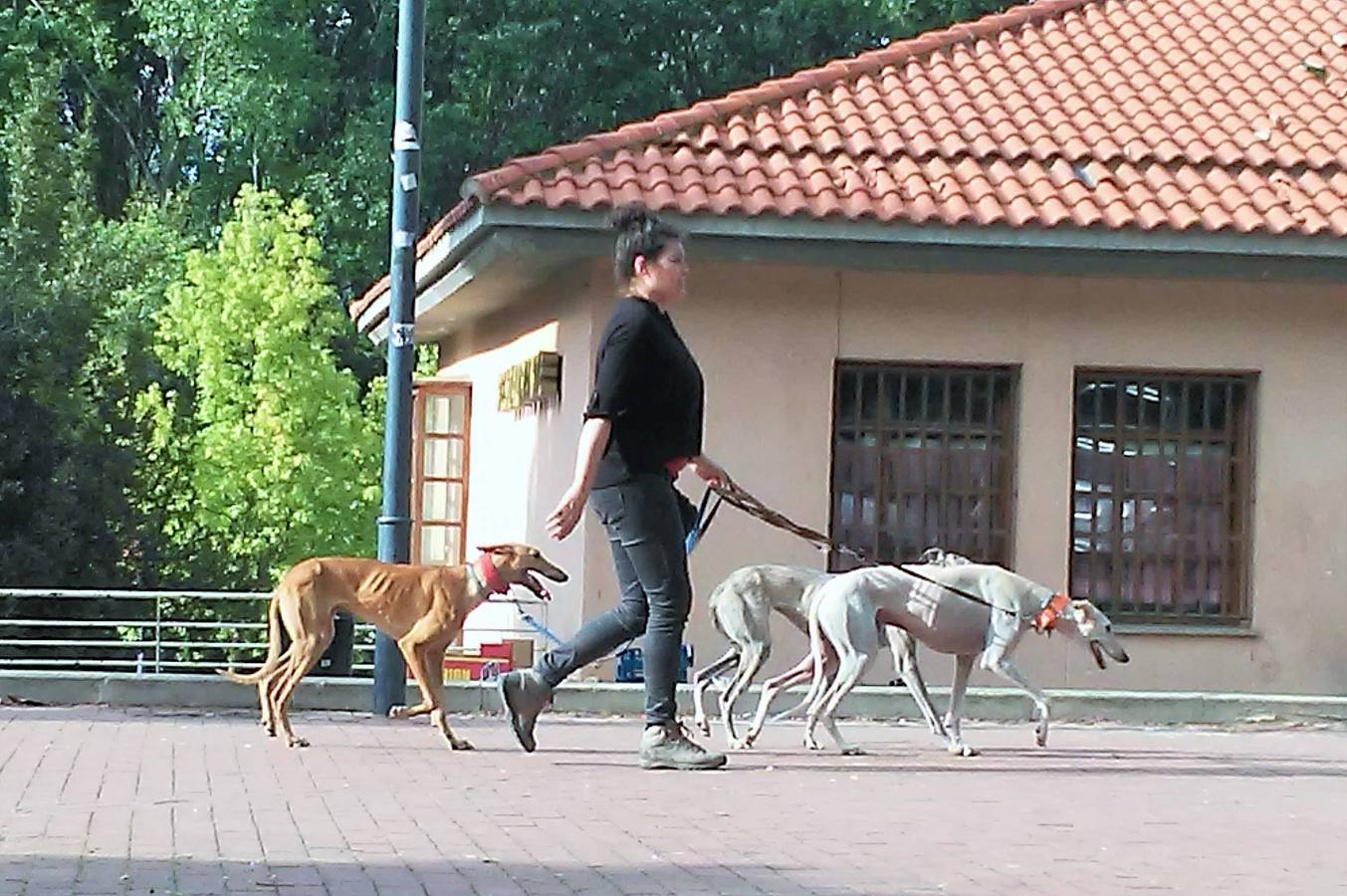 Cientos de personas y decenas de perros se reúnen en el parque del Ebro de Logroño en honor del adiestrador canino